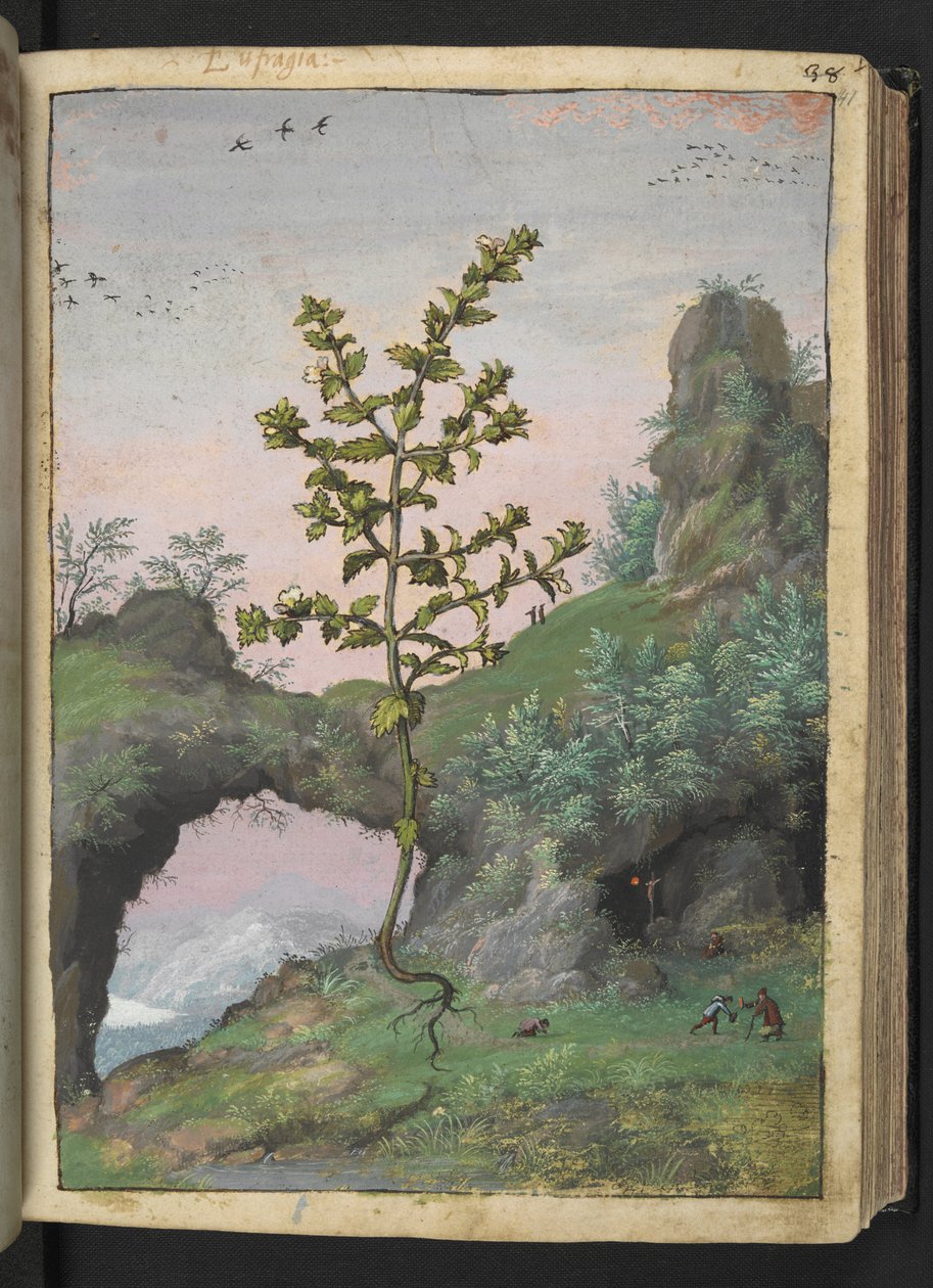 Euphrasia officinalis、Gherardo Cibo による「ローマ国家の植物相の絵画」から、MS 22333、f041r、c.1564-84 を追加 (紙に水彩とグワッシュ) 作： ゲラルド・チボ