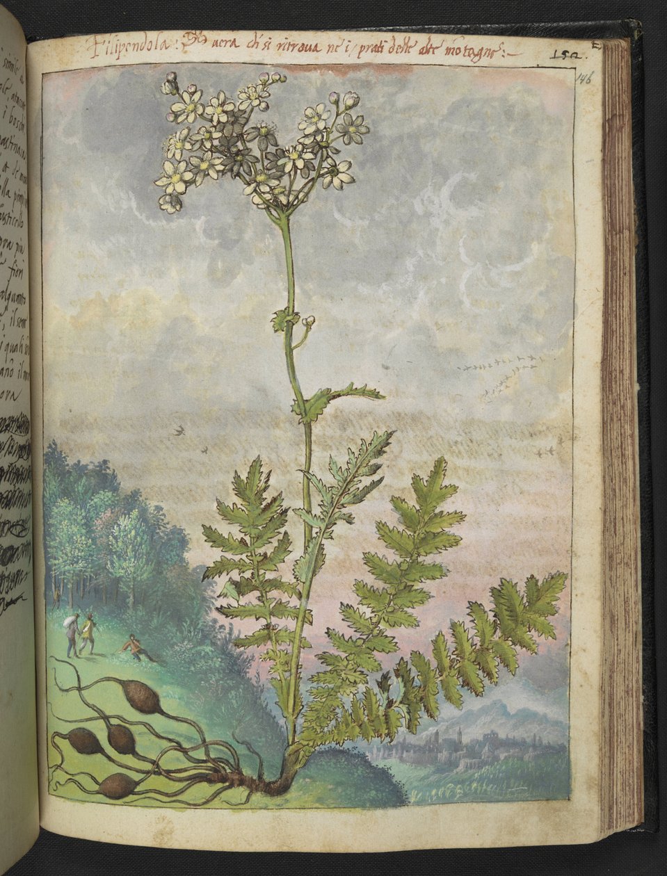 Filipendula vulgari、Gherardo Ciboによる「ローマの植物の絵画」から、MS 22333、f146r、c.1564-84を追加（紙に水彩とグワッシュ） 作： ゲラルド・チボ
