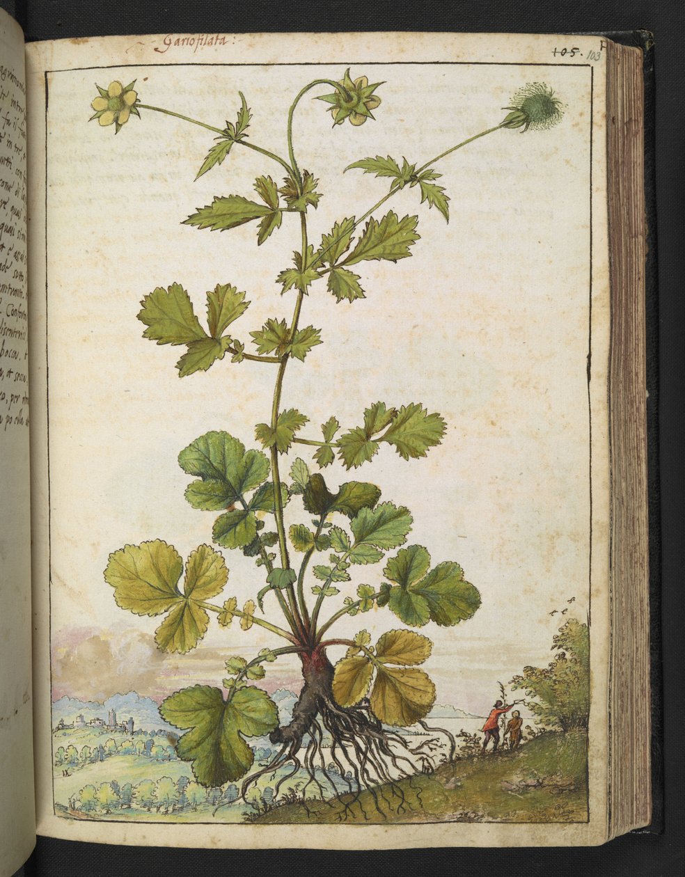 ゲラルド・チボの「ローマ国家の植物相の絵画」からのグウム・ウルバヌム、MS 22333、f103r、c.1564-84を追加（紙に水彩とグワッシュ） 作： ゲラルド・チボ