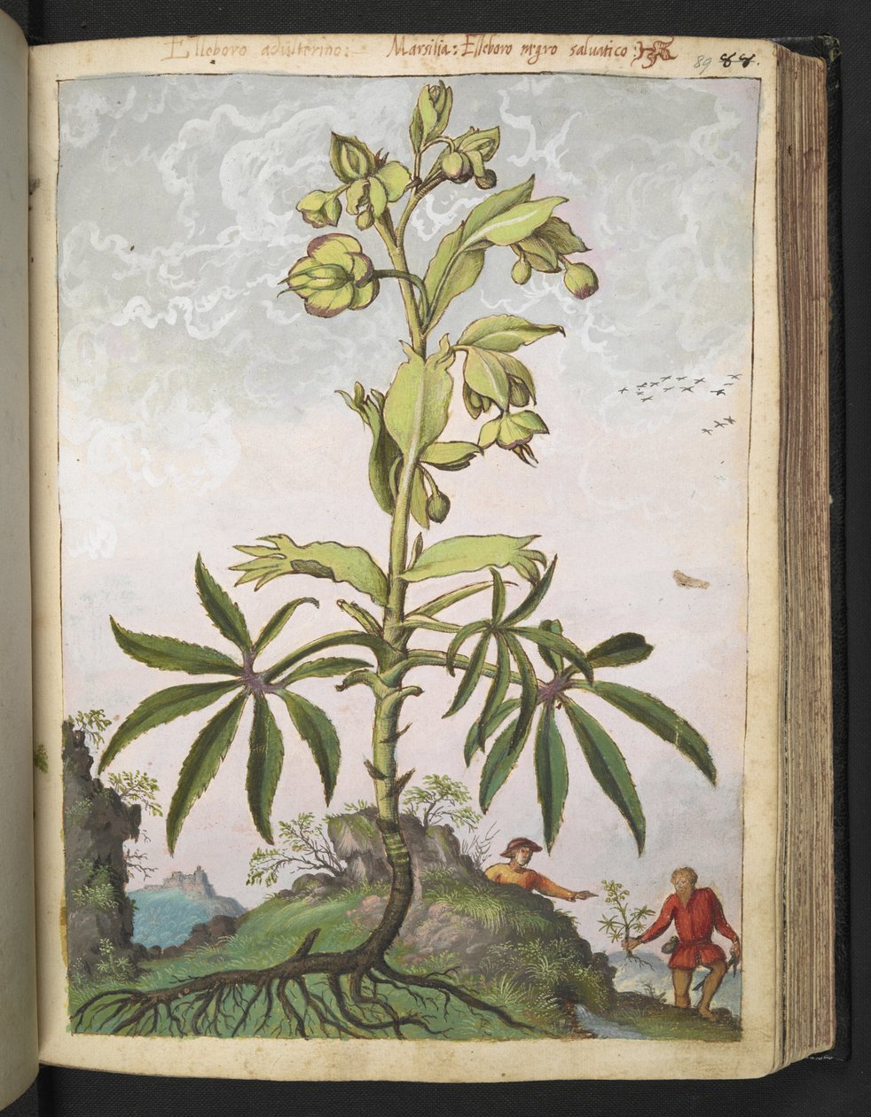 Helleborus foetidus、Gherardo Cibo の「Paintings of the Roman States of Flora」から、MS 22333、f089r、c.1564-84 を追加 (紙に水彩とグワッシュ) 作： ゲラルド・チボ
