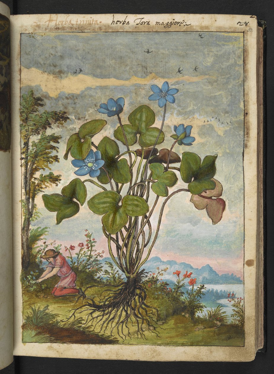 Hepatica nobilis: Gherardo Cibo の「Paintings of Flora of the Roman States」からの青い花びらと挿し木を掘ったり話したりする人を持つ植物、追加 MS 22333、f032r、c.1564-84 (紙に水彩とグワッシュ) 作： ゲラルド・チボ