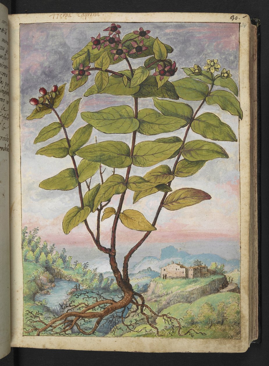 オトギリソウ、Gherardo Cibo による「ローマ国家の植物相の絵画」から、MS 22333、f034r、c.1564-84 を追加 (紙に水彩とグワッシュ) 作： ゲラルド・チボ