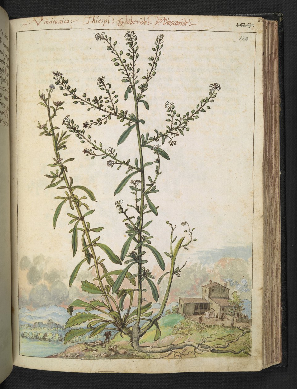 Lepidium graminifolium、Gherardo Cibo の「Paintings of Flora of the Roman States」より、MS 22333、f120r、c.1564-84 を追加 (紙に水彩とグワッシュ) 作： ゲラルド・チボ
