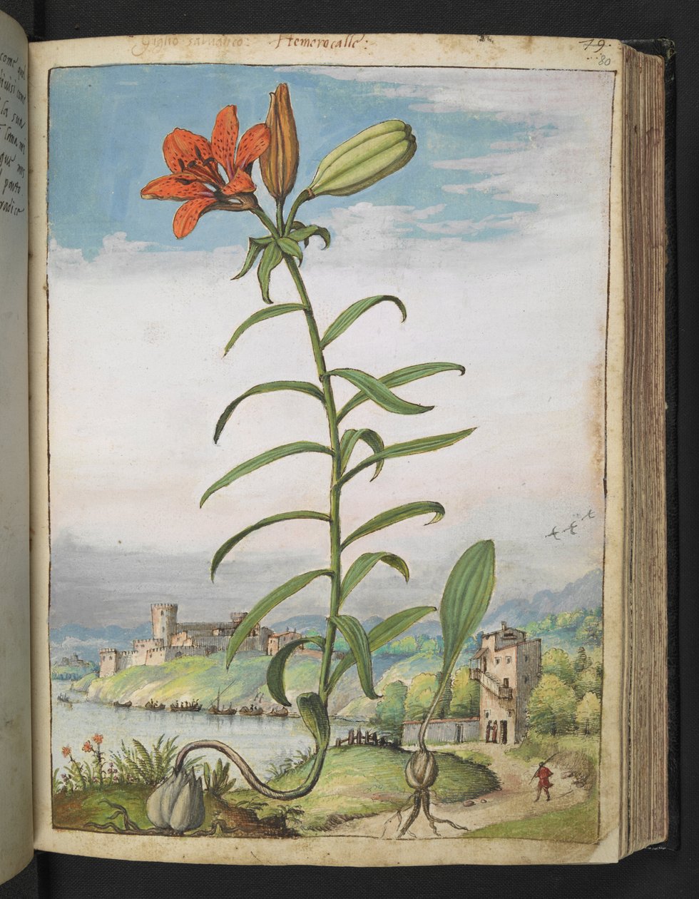 Lilium bulbiferum: 赤い花びらを持つ植物、Gherardo Cibo の「Paintings of Flora of the Roman States」から、MS 22333 を追加、f080r、c.1564-84 (紙に水彩とグワッシュ) 作： ゲラルド・チボ