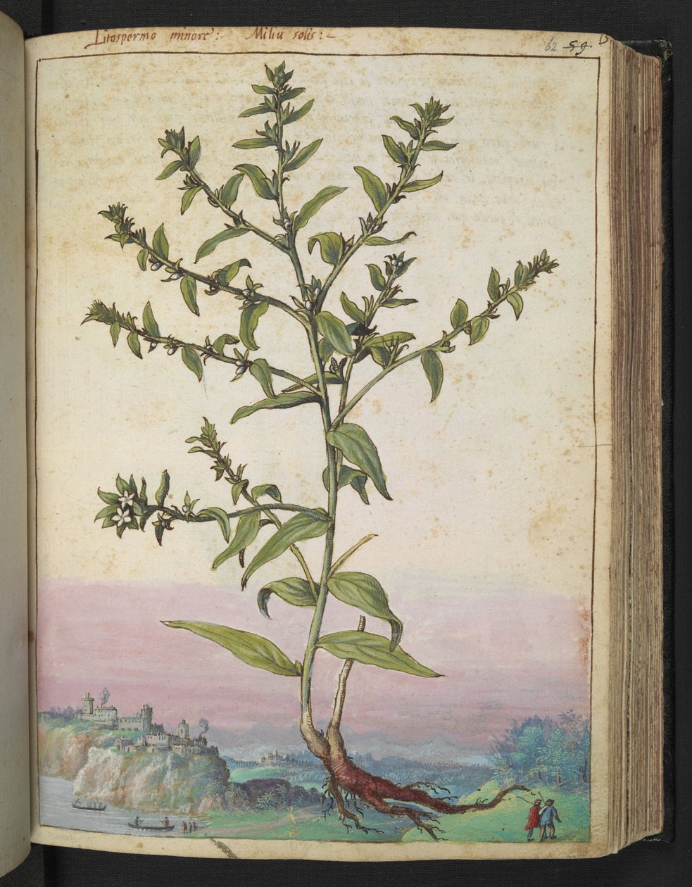 Lithospermum officinale、Gherardo Cibo の「Paintings of Flora of the Roman States」から、MS 22333、f062r、c.1564-84 を追加 (紙に水彩とグワッシュ) 作： ゲラルド・チボ