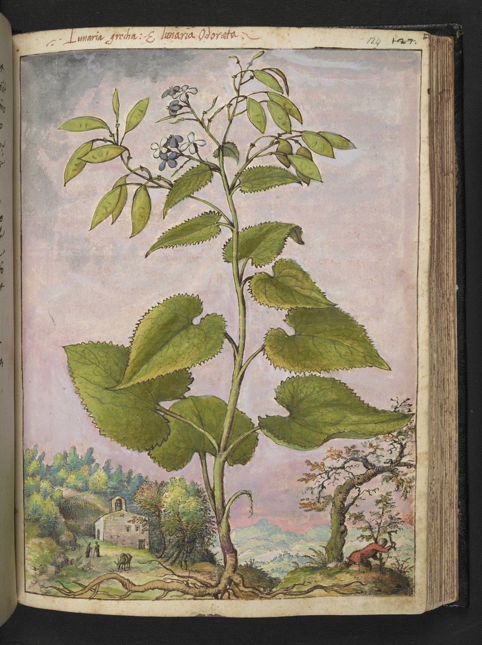 Lunaria redivivia、Gherardo Cibo の「Paintings of the Roman States of Flora」から、MS 22333、f124r、c.1564-84 を追加 (紙に水彩とグワッシュ) 作： ゲラルド・チボ