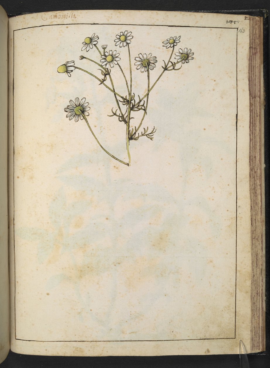 Matricaria chamomilla (カモミール)、Gherardo Cibo の「Paintings of Flora of the Roman States」より、MS 22333、f163r、c.1564-84 を追加 (紙に水彩とグワッシュ) 作： ゲラルド・チボ