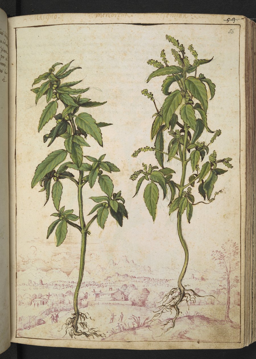 Mercurialis annua、Gherardo Cibo の「Paintings of Flora of the Roman States」から、MS 22333、f056r、c.1564-84 を追加 (紙に水彩とグワッシュ) 作： ゲラルド・チボ