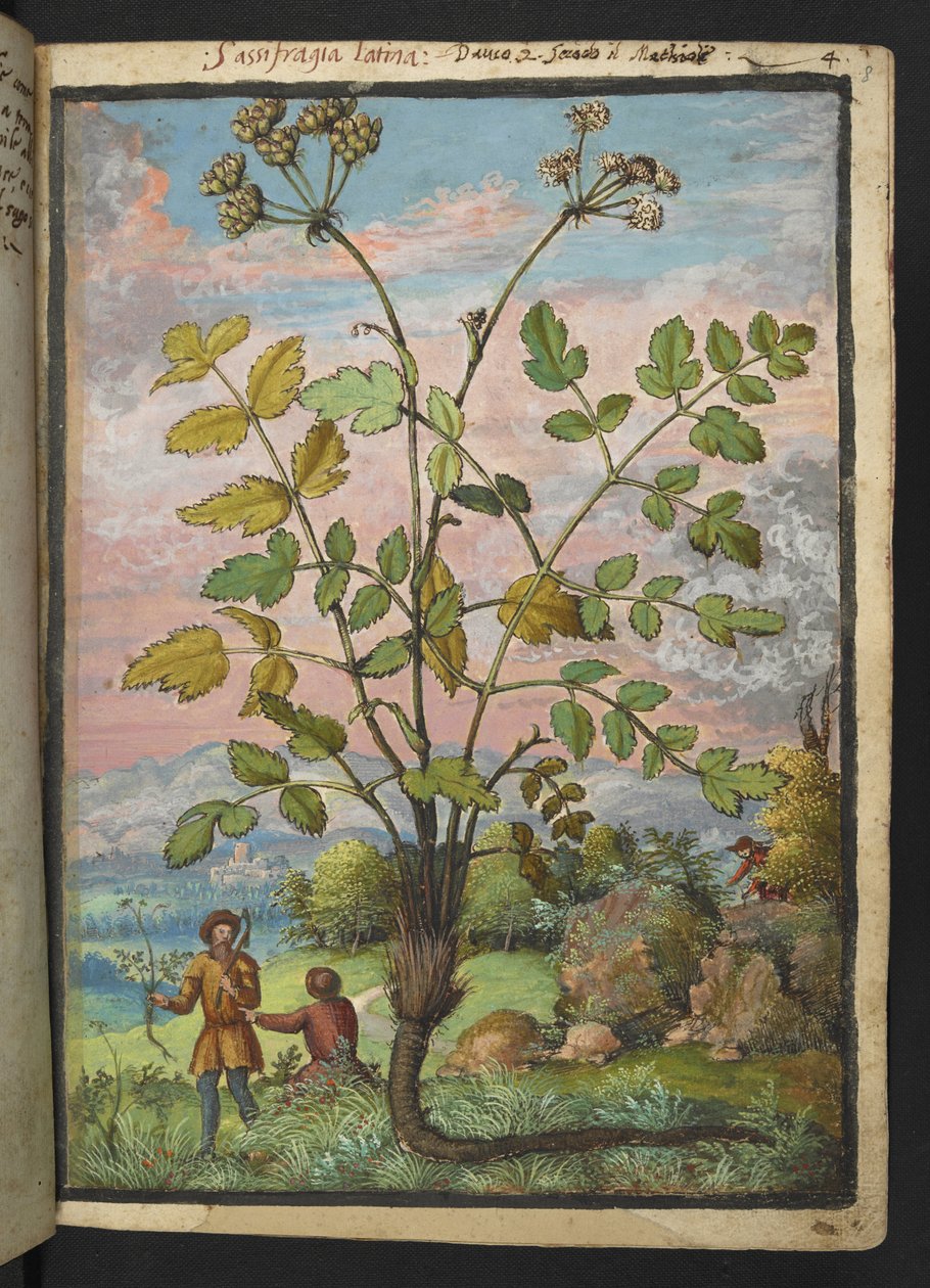 Oenanthe crocata、Gherardo Cibo の「Paintings of Flora of the Roman States」から、MS 22333、f008r、c.1564-84 を追加 (紙に水彩とグワッシュ) 作： ゲラルド・チボ