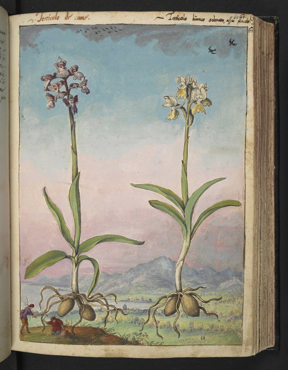 Orchis pallens: Gherardo Cibo の「Paintings of Flora of the Roman States」からの 2 つの顕花植物、追加 MS 22333、f064r、c.1564-84 (紙に水彩とグワッシュ) 作： ゲラルド・チボ