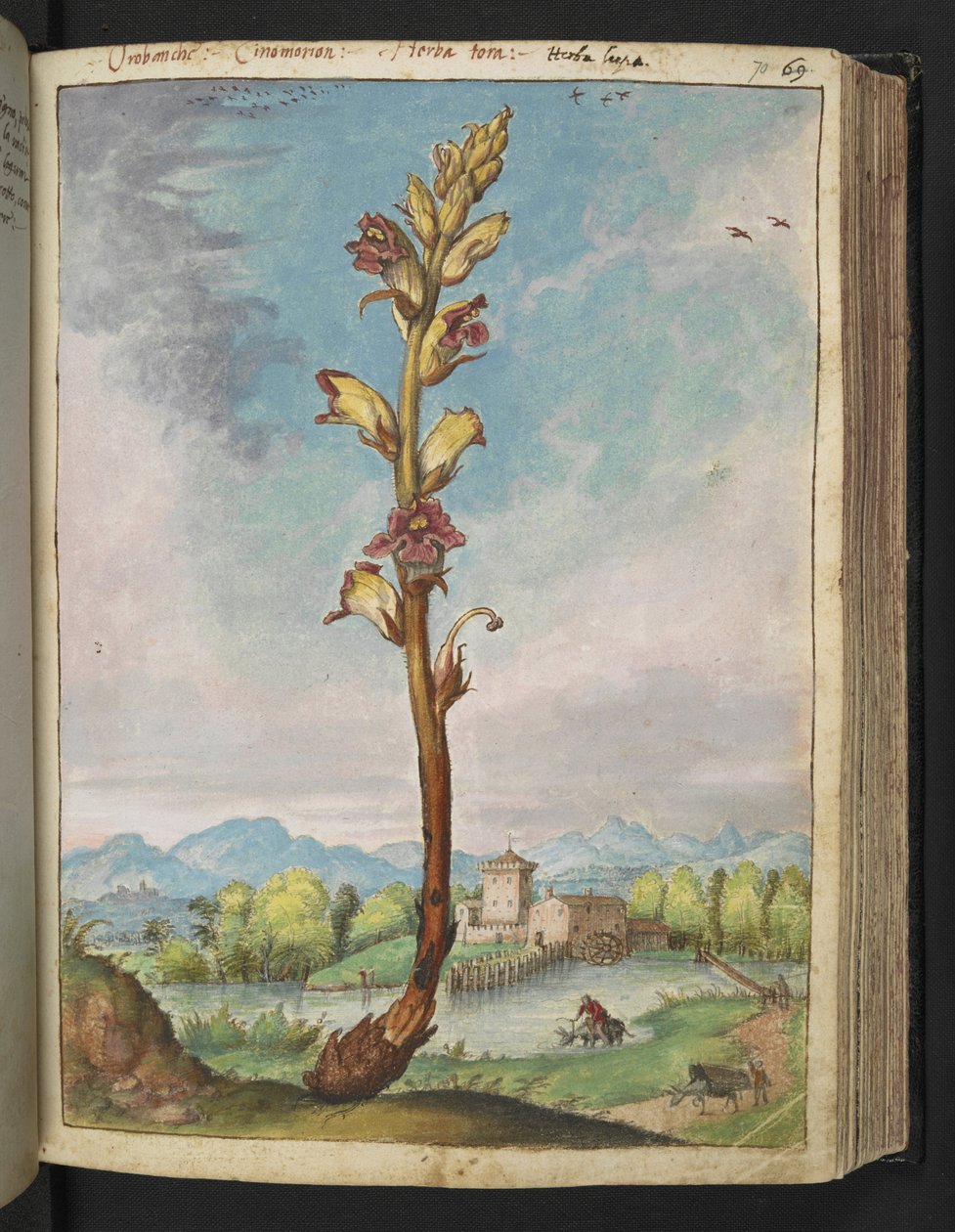 Orobanche gracilis、Gherardo Cibo の「Paintings of Flora of the Roman States」から、MS 22333、f070r、c.1564-84 を追加 (紙に水彩とグワッシュ) 作： ゲラルド・チボ