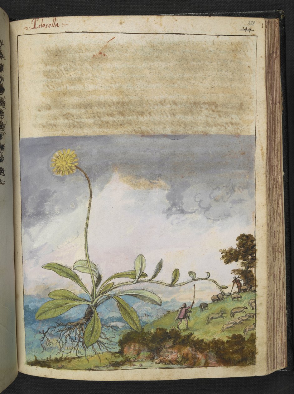Pilosella officinarum、Gherardo Cibo による「ローマ国家の植物相の絵画」から、MS 22333、f138r、c.1564-84 を追加 (紙に水彩とグワッシュ) 作： ゲラルド・チボ
