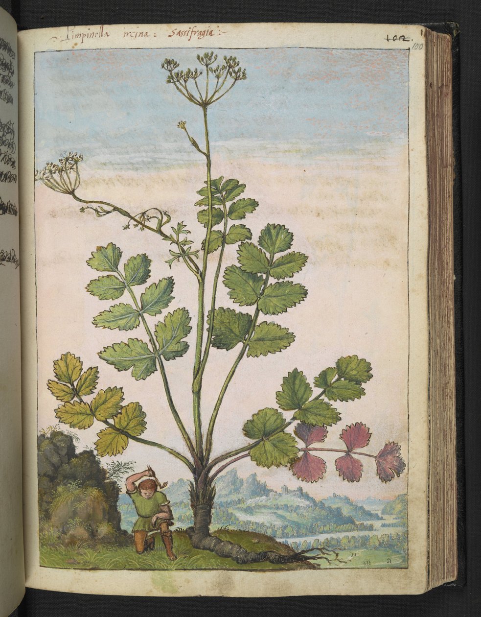 Pimpinella major、Gherardo Cibo の「Paintings of Flora of the Roman States」より、MS 22333、f100r、c.1564-84 を追加 (紙に水彩とグワッシュ) 作： ゲラルド・チボ