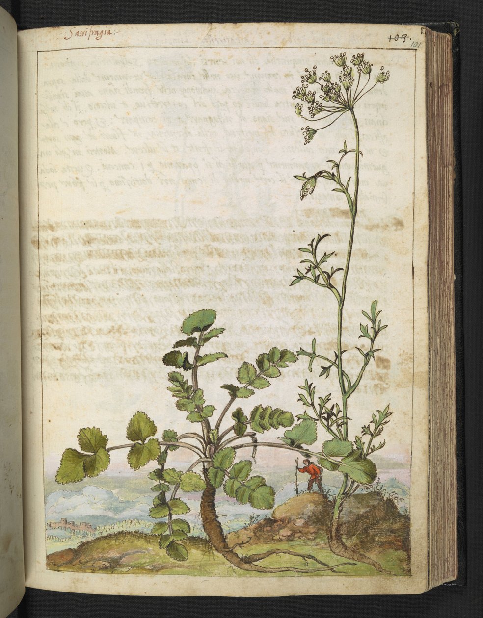 Pimpinella saxifraga、Gherardo Cibo による「ローマ国家の植物相の絵画」から、MS 22333、f101r、c.1564-84 を追加 (紙に水彩とグワッシュ) 作： ゲラルド・チボ