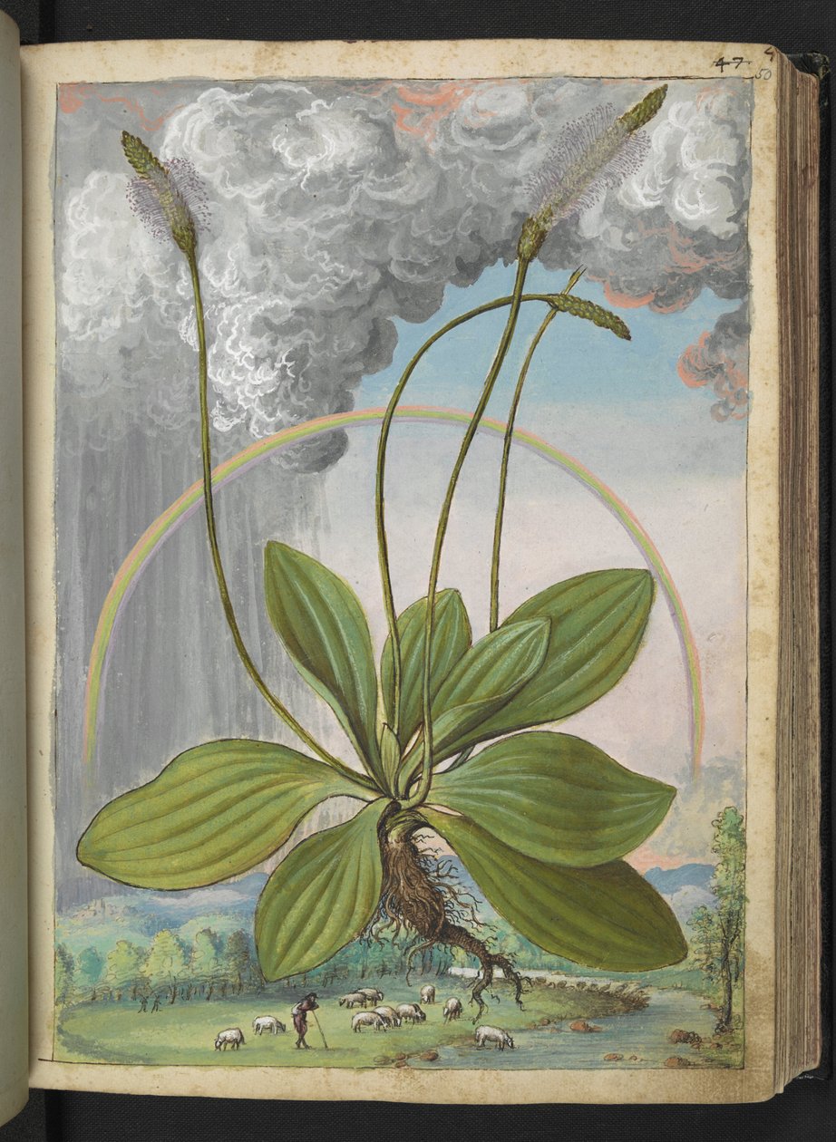 プランタゴ メディア、ゲラルド チボ作「ローマの植物相の絵画」より、MS 22333、f050r、c.1564-84 を追加 (紙に水彩とグワッシュ) 作： ゲラルド・チボ
