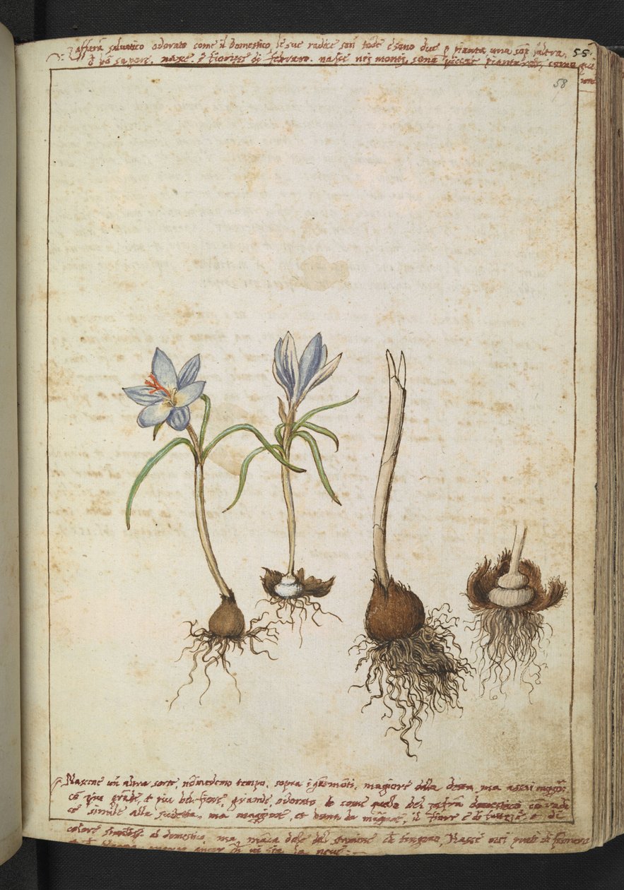 青い花の間の植物、Gherardo Cibo の「Paintings of Flora of the Roman States」から、MS 22333、f058r、c.1564-84 を追加 (紙に水彩とグワッシュ) 作： ゲラルド・チボ