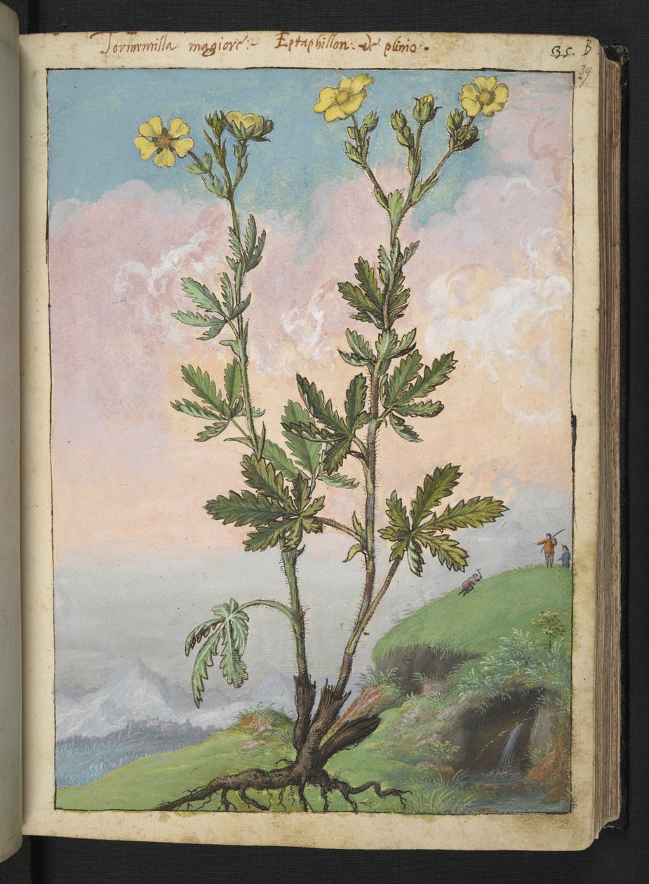 Potentilla recta: 黄色の花を持つ植物、Gherardo Cibo による「ローマ国家の植物相の絵画」から、MS 22333、f039r、c.1564-84 を追加 (紙に水彩とグワッシュ) 作： ゲラルド・チボ