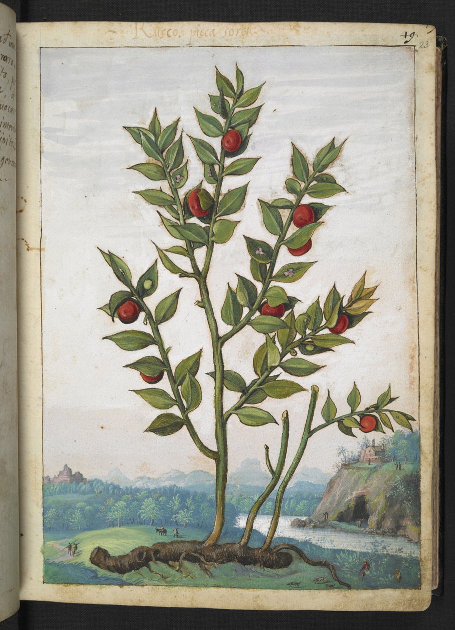 Ruscus aculeatus: Gherardo Cibo による「ローマ国家の植物相の絵画」からの赤い実を結ぶ植物、追加 MS 22333、f023r、c.1564-84 (紙に水彩とグワッシュ) 作： ゲラルド・チボ
