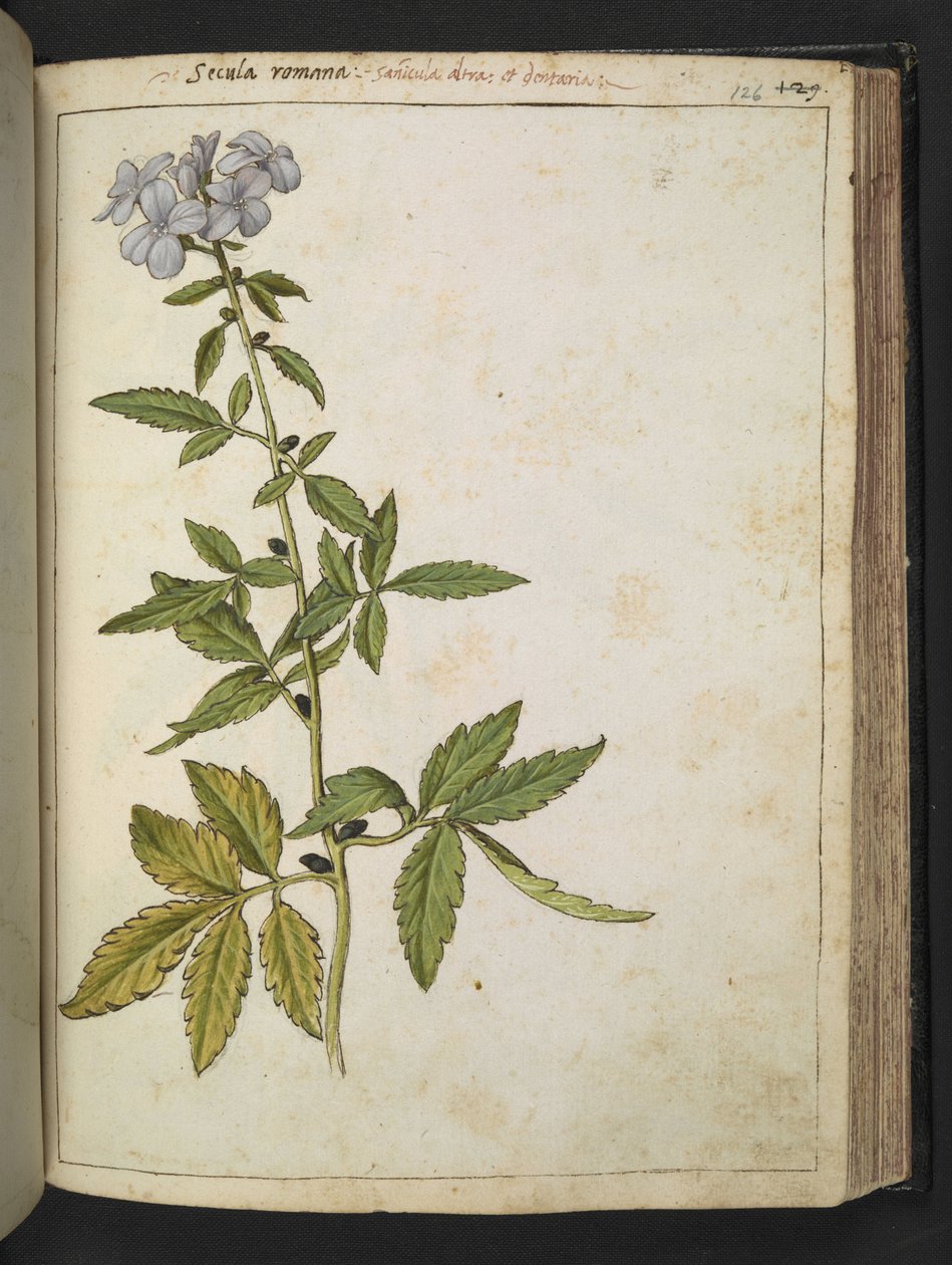Sanicula、Gherardo Cibo の「Paintings of the Roman States」から、MS 22333、f126r、c.1564-84 を追加 (紙に水彩とグワッシュ) 作： ゲラルド・チボ