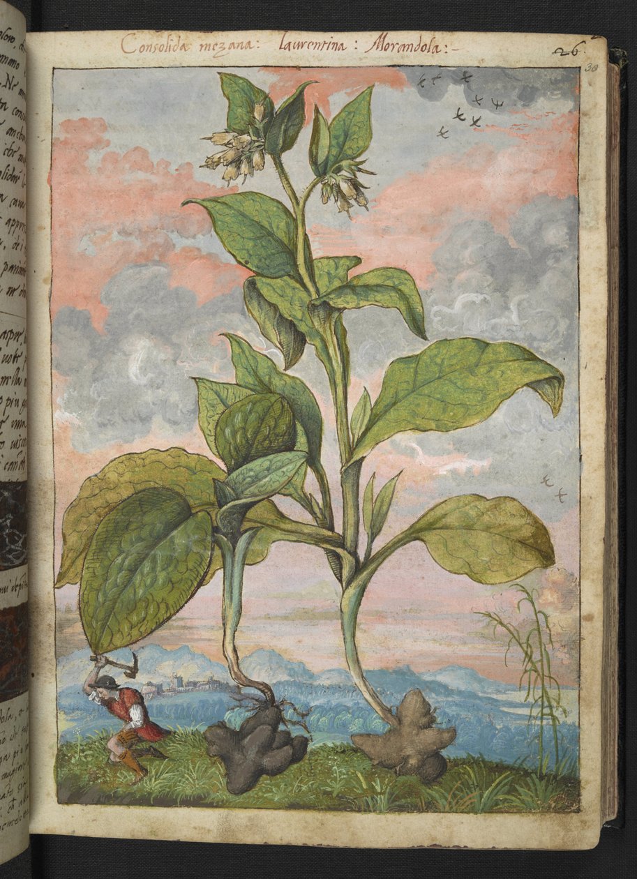Symphytum tuberosum、Gherardo Cibo の「Paintings of Flora of the Roman States」から、MS 22333、f030r、c.1564-84 を追加 (紙に水彩とグワッシュ) 作： ゲラルド・チボ