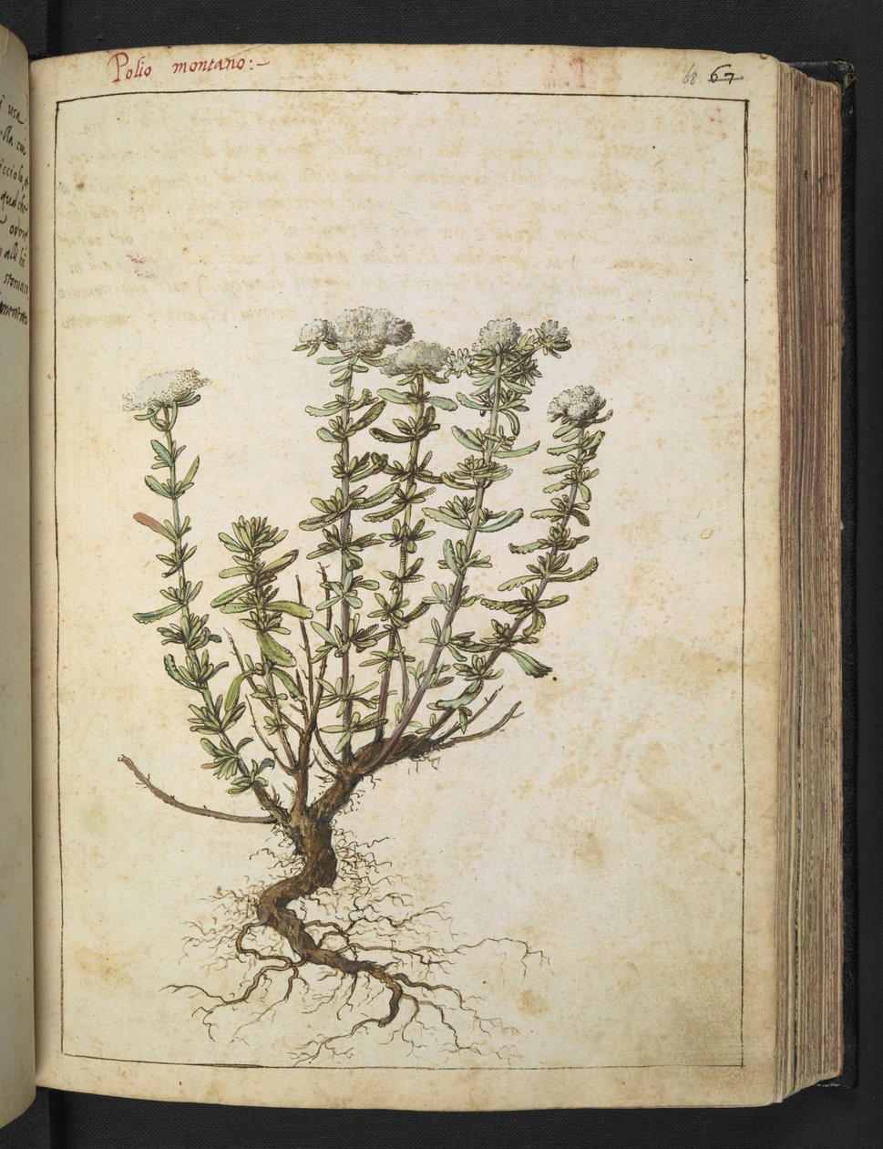 Teucrium montanum、Gherardo Cibo の「Paintings of the Roman States of the Roman States」から、MS 22333、f068r、c.1564-84 を追加 (紙に水彩とグワッシュ) 作： ゲラルド・チボ