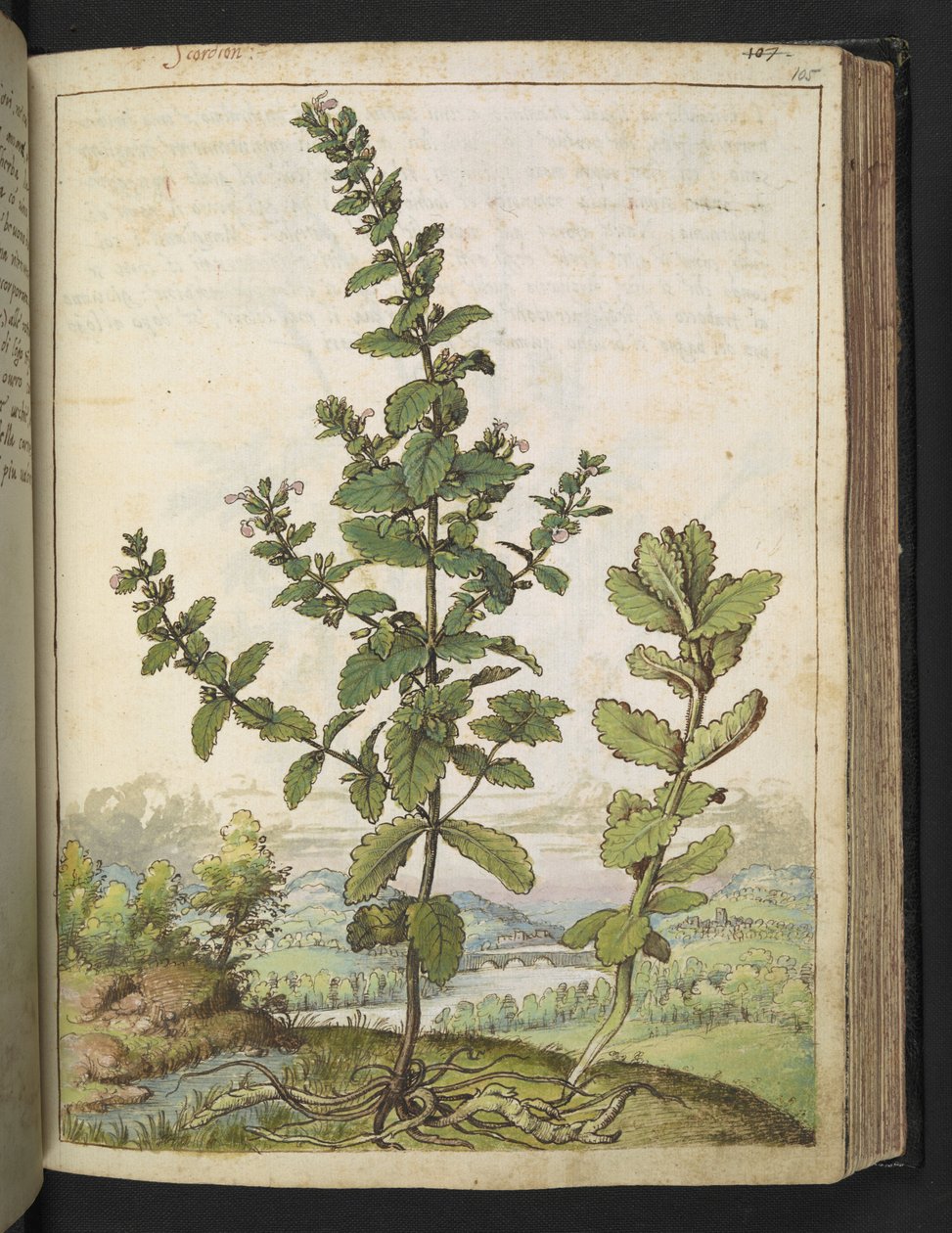 Teucrium scordium、Gherardo Cibo の「Paintings of Flora of the Roman States」より、MS 22333、f105r、c.1564-84 を追加 (紙に水彩とグワッシュ) 作： ゲラルド・チボ