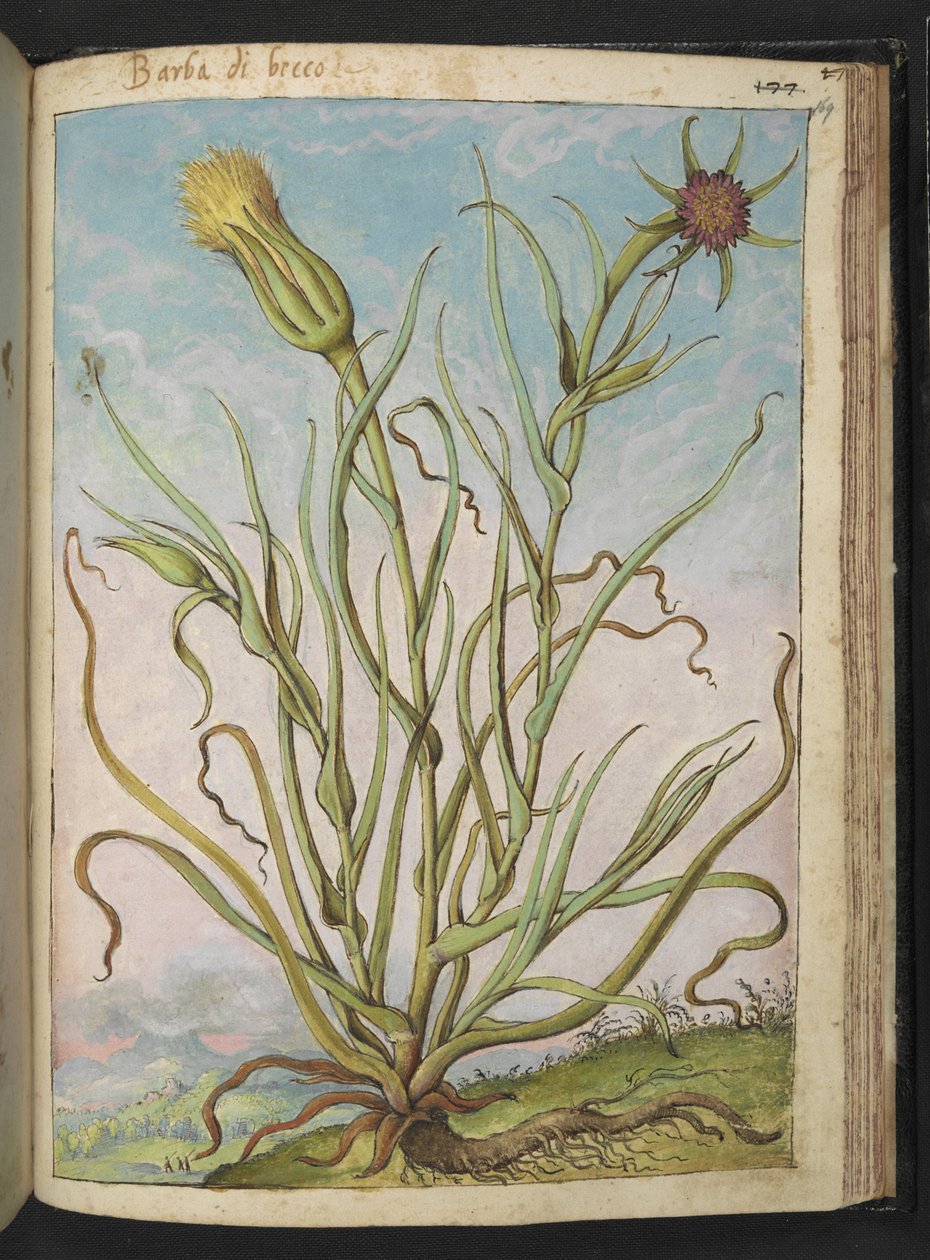 Tragopogon porrifolius、Gherardo Cibo の「Paintings of Flora of the Roman States」から、MS 22333、f169r、c.1564-84 を追加 (紙に水彩とグワッシュ) 作： ゲラルド・チボ