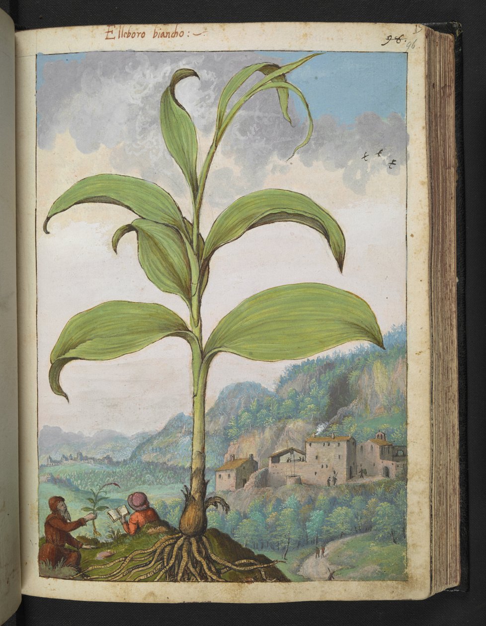 Veratrum nigrum、Gherardo Cibo の「Paintings of Flora of the Roman States」から、MS 22333、f096r、c.1564-84 を追加 (紙に水彩とグワッシュ) 作： ゲラルド・チボ