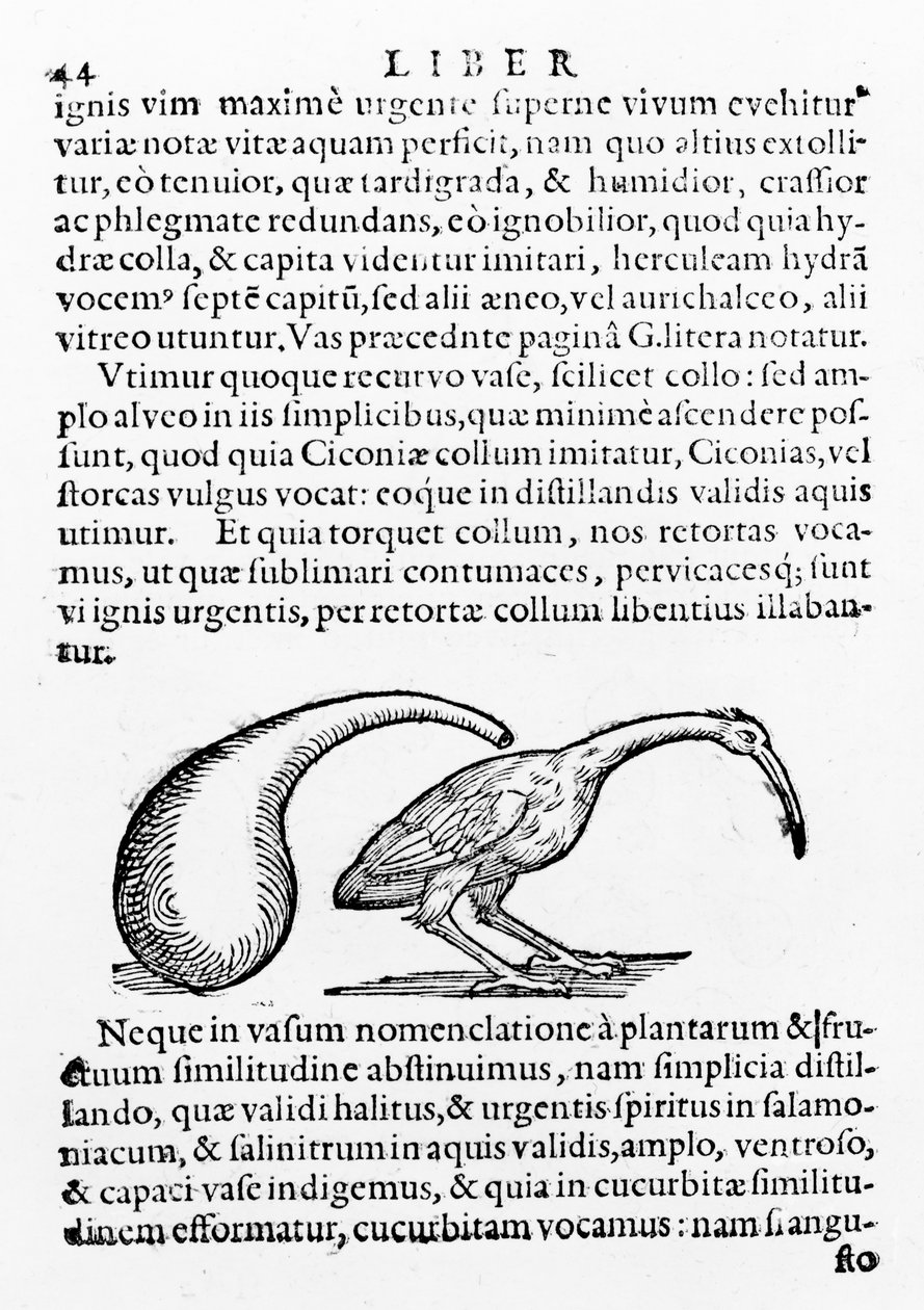 フラスコとイビス、ジャンバティスタデッラポルタによる脱蒸留所のイラスト、1610年発行 作： ジャンバティスタデッラポルタ