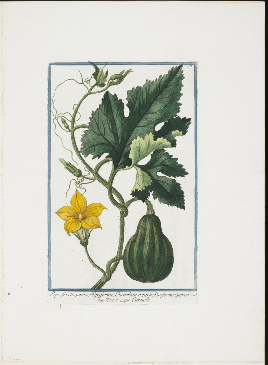 野菜プリント、Hortus Romanus、Vol。 IまたはII、1772〜93（刻印、手塗りのガッシュ） 作： ジョルジオ・ボネリ
