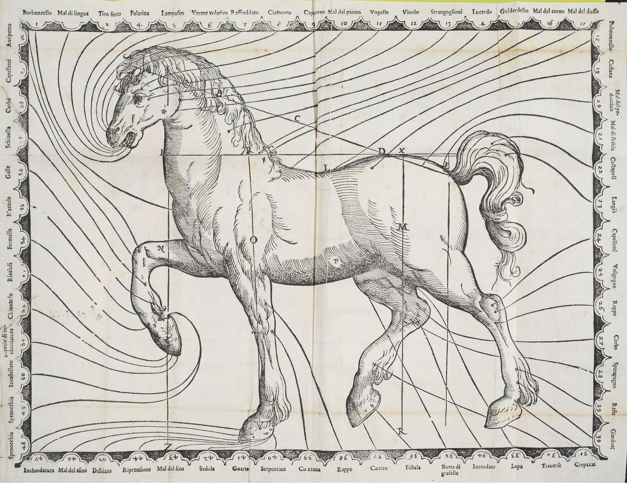 馬の飼育に関する初期の本、1570年の馬の採血ポイントの図 作： ジョヴァンニ・バッティスタ・フェラーロ