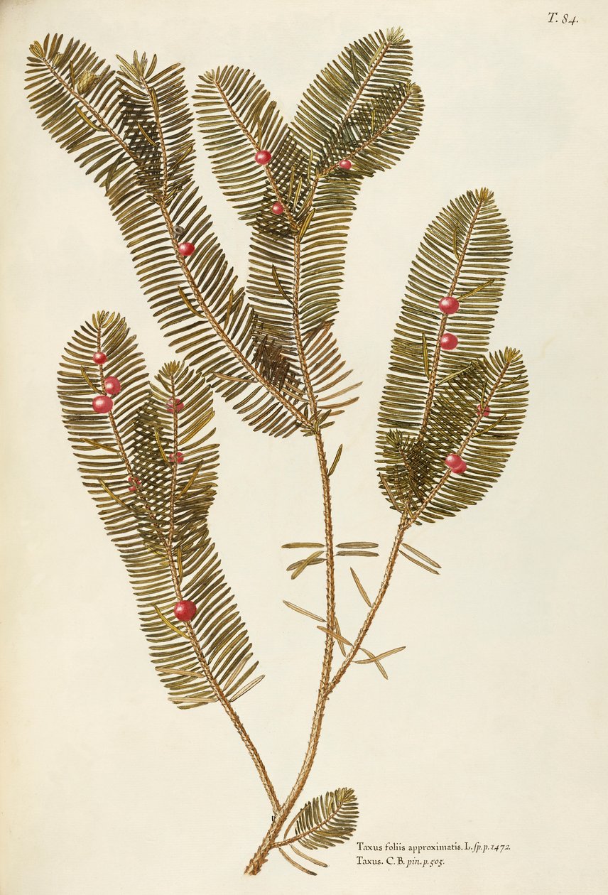 ヨーロッパイチイ (Taxus baccata)、イチイ科ジョヴァンニ・アントニオ・ボッティオーネ作、水彩 作： ジョバンニアントニオボッティオネ