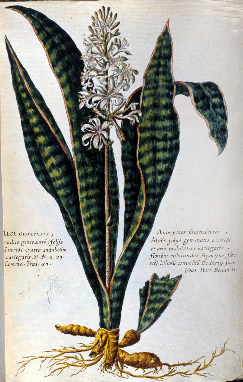 アロエ。 薬用植物。 彫刻 - 「実際の植物史、または薬の使用に属する植物の命名法、説明、および美徳...」 作： ジョバンニ・バッティスタ・モランディ