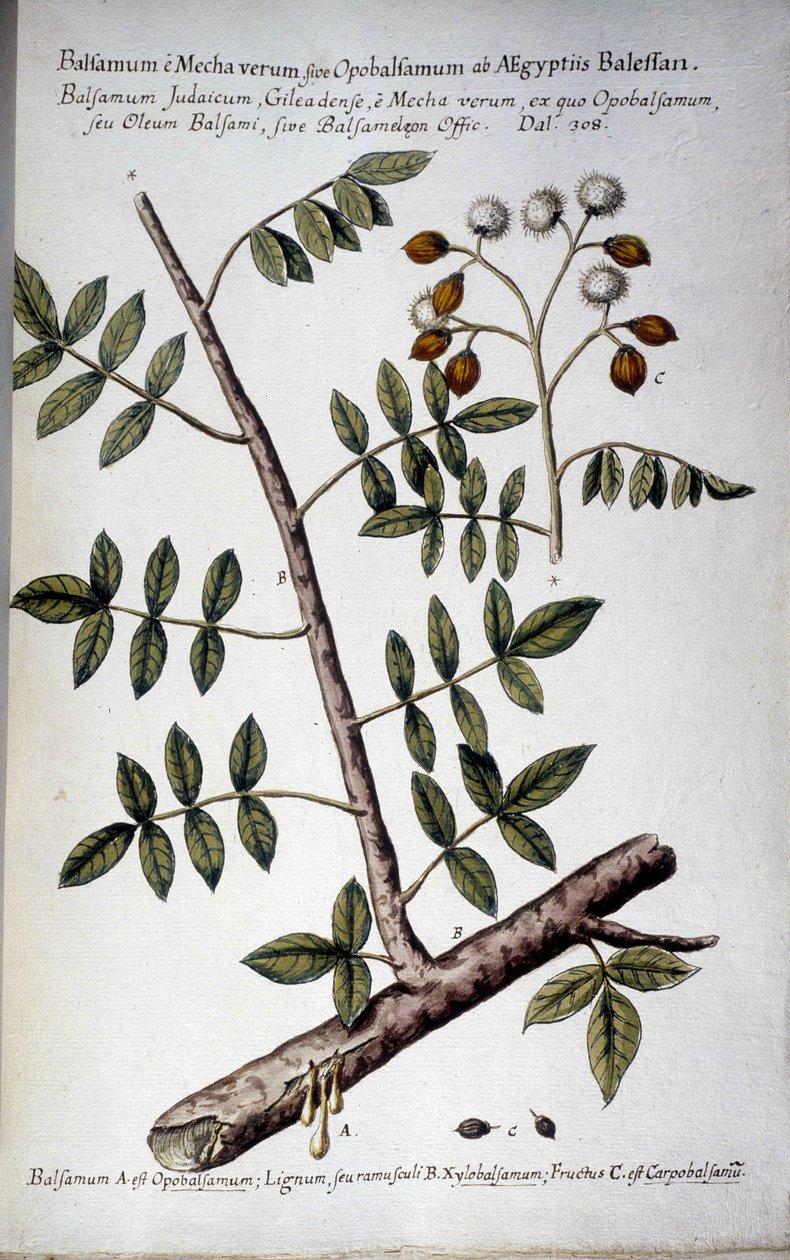 オポバルサムム (seve のある分岐) - 「「実用的な植物史、またはメディア、命名法、説明、および美徳の使用に関連する植物...」」ジョヴァンニ・バッティスタ・モランディ (? - 1761) 作： ジョバンニ・バッティスタ・モランディ