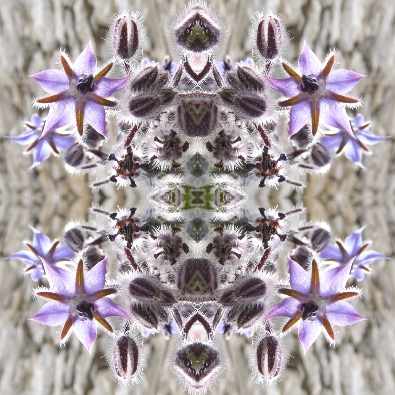 Unnatural 159（デジタルで加工された写真 作： ジョヴァンニ・カファーニャ