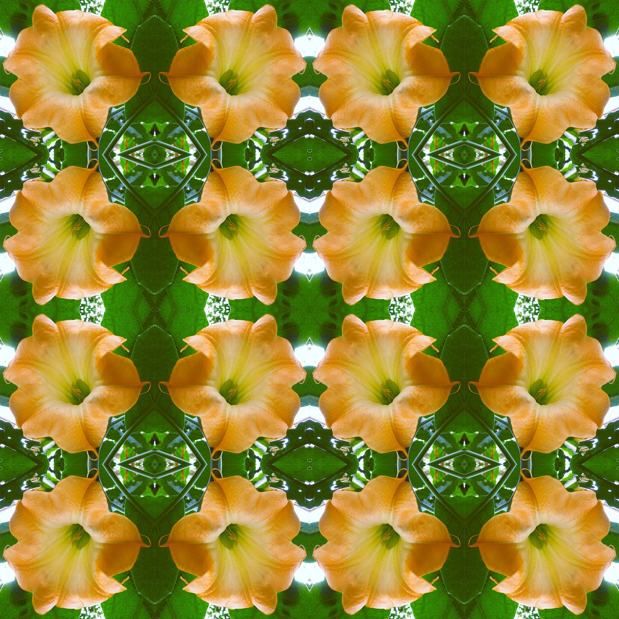 Unnatural 171.1（デジタル処理された写真 作： ジョヴァンニ・カファーニャ