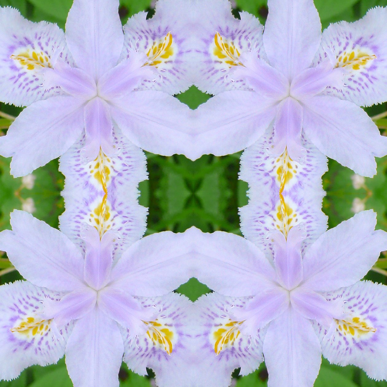 Unnatural 174（デジタル処理された写真 作： ジョヴァンニ・カファーニャ