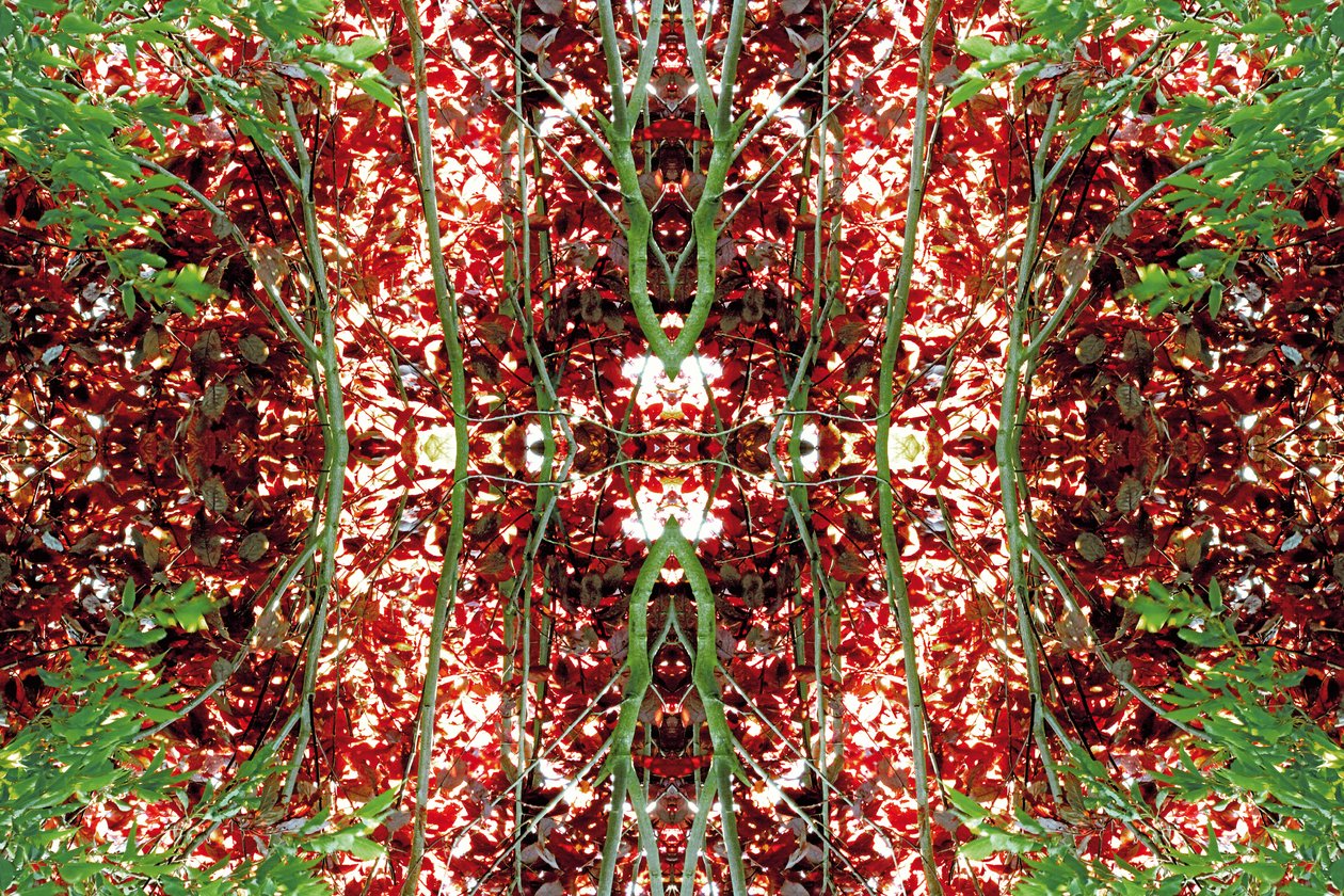 Unnatural 23（デジタル処理された写真） 作： ジョヴァンニ・カファーニャ