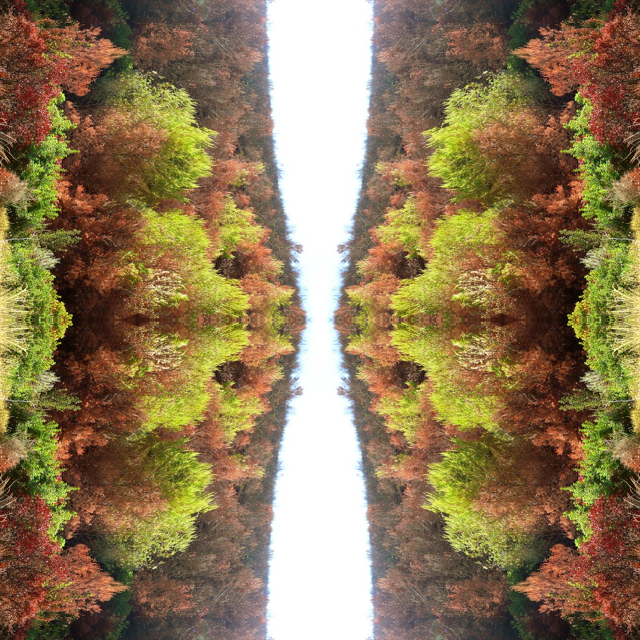 Unnatural 77（デジタル処理された写真） 作： ジョヴァンニ・カファーニャ