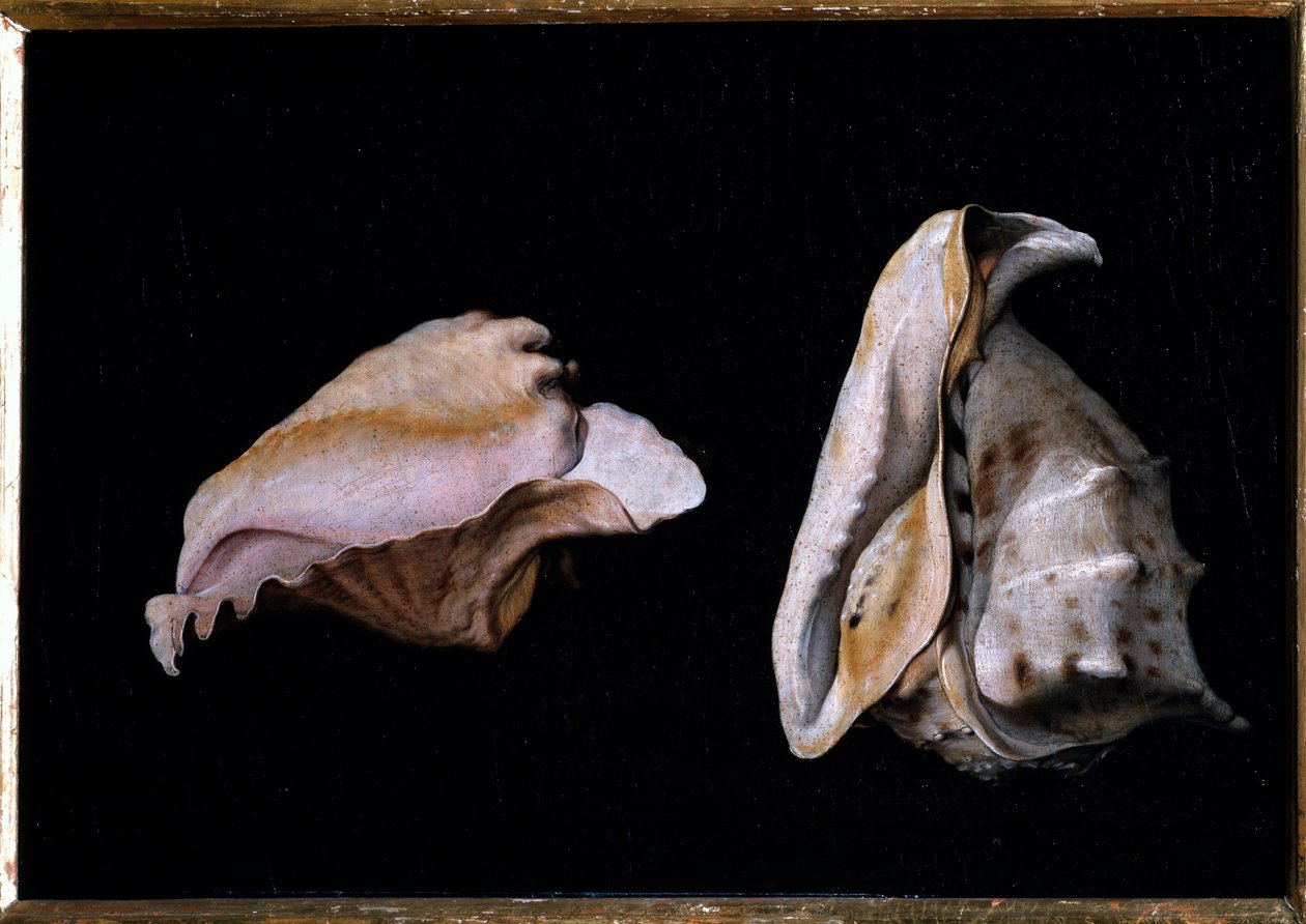 二つの貝殻（貝殻のある静物） フィリッポ・ナポレターノ（1587-1629）による絵画 1618年 薄暗い 39x56 cm フィレンツェ、ピッティ宮殿 作： ジョヴァンニ・ジローラモ・サヴォルド