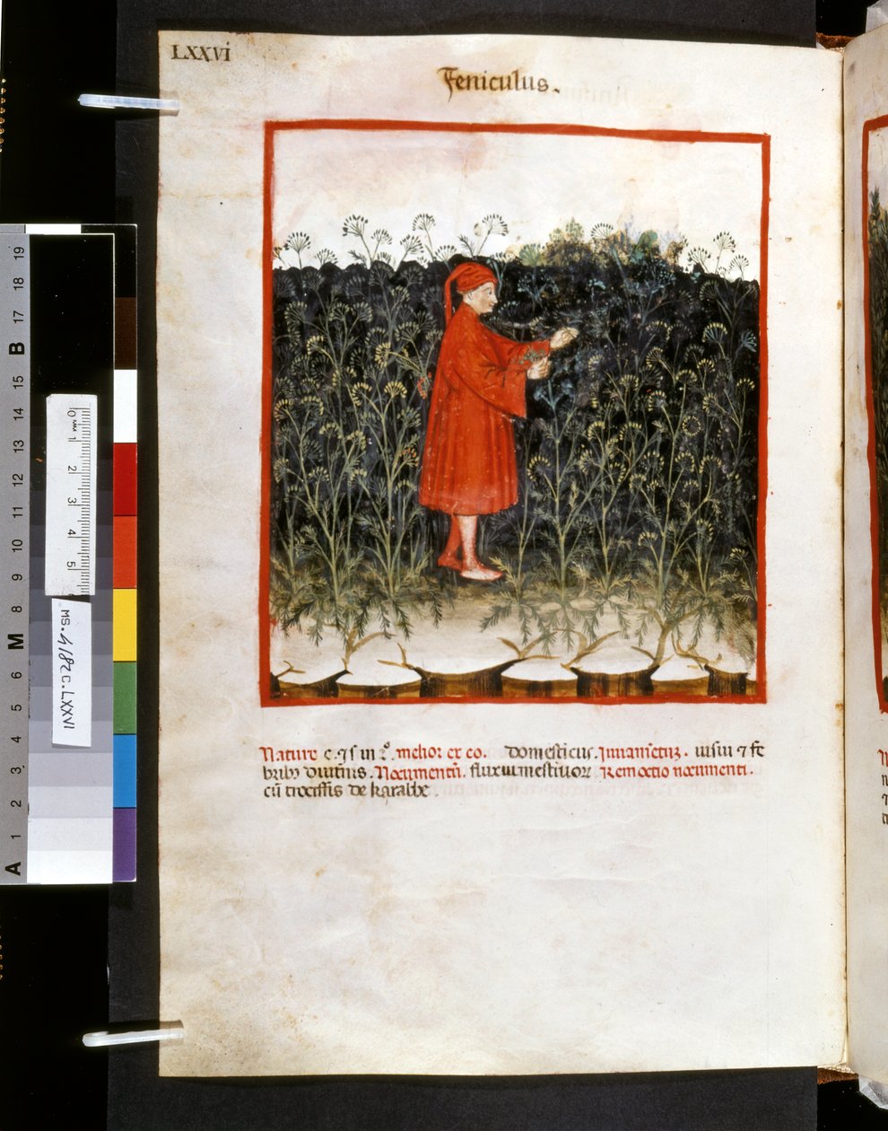 ウブブチャシム・デ・バルダッハ作「Theatrum sanitatis」：「Feniculus」、14世紀前半の10年間（細密画） 作： ジョバンニーノ デ (学校) グラッシ