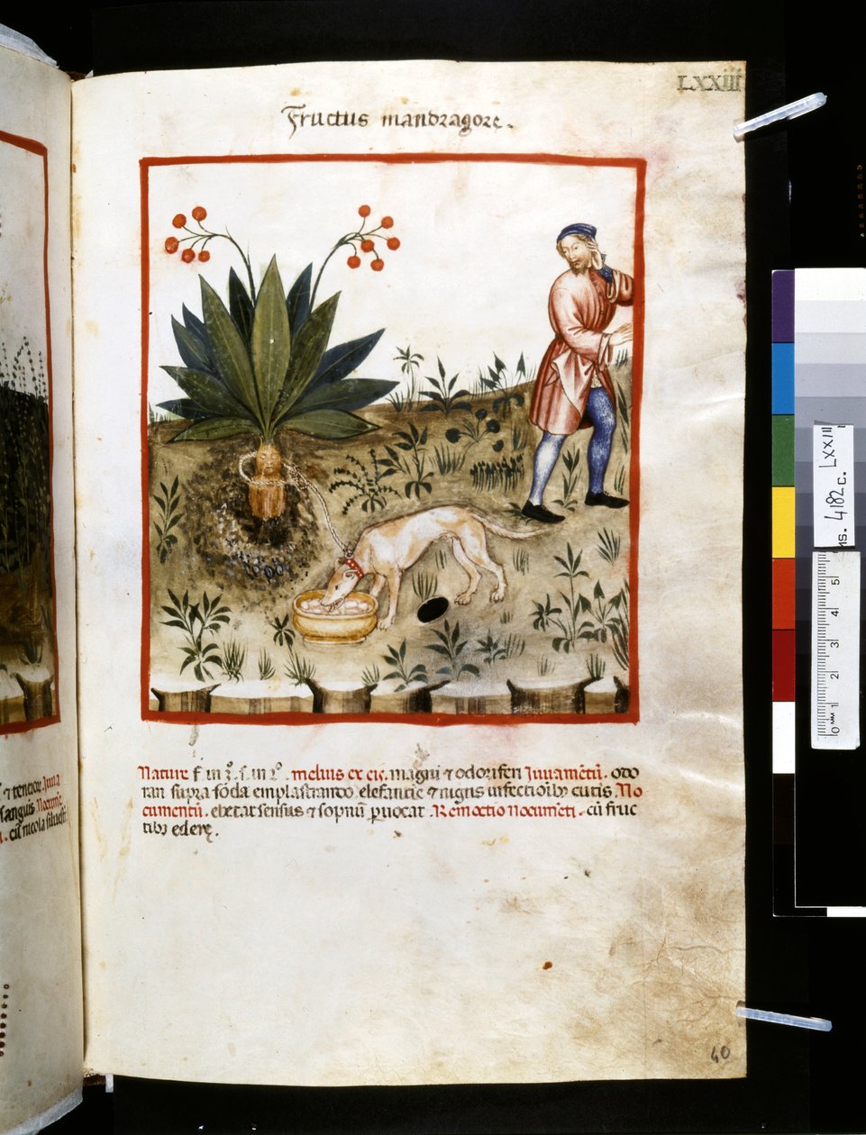 ウブブチャシム・デ・バルダッハ作『Theatrum sanitatis』：「Fructus Mandragorae」、14世紀前半（細密画） 作： ジョバンニーノ デ (学校) グラッシ