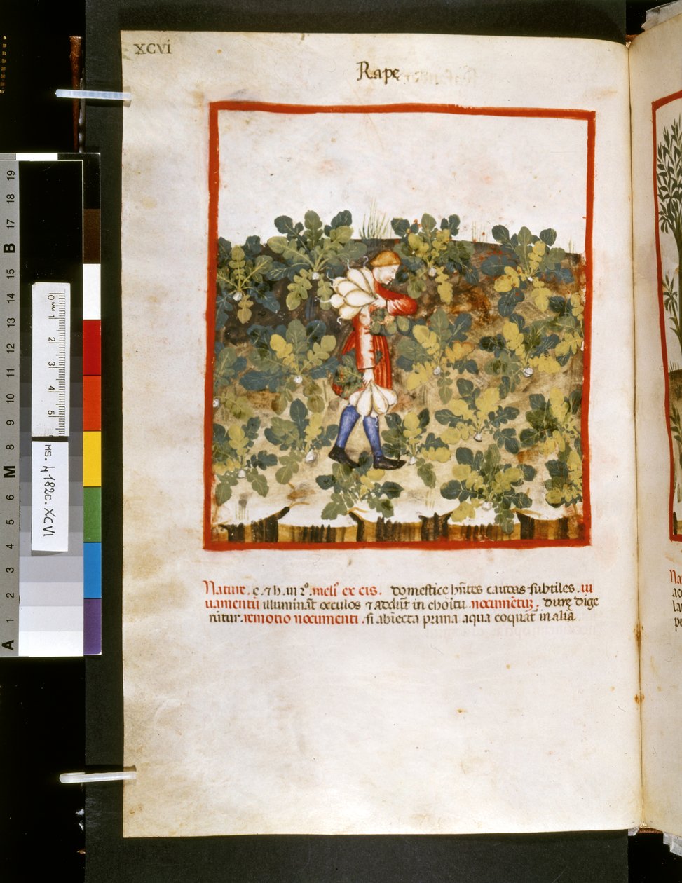 ウブブチャシム・デ・バルダッハ作『Theatrum sanitatis』：「レイプ」、14世紀前半の10年間（細密画） 作： ジョバンニーノ デ (学校) グラッシ