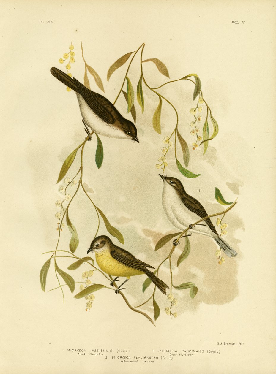 アライドフライキャッチャー、1891年 作： Gracius Broinowski