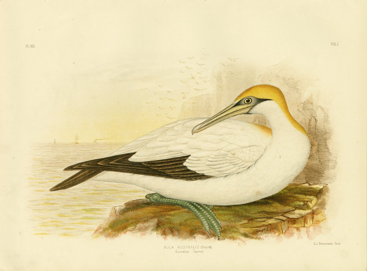 オーストラリアのカツオドリ、1891年 作： Gracius Broinowski