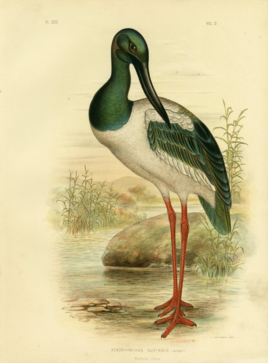 オーストラリアのジャビルまたはコウノトリ、1891年 作： Gracius Broinowski