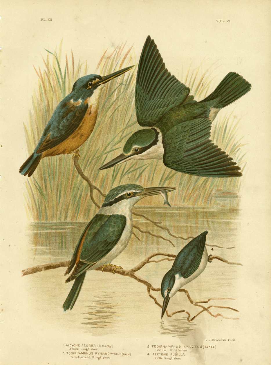 Azure Kingfisher、1891 作： Gracius Broinowski