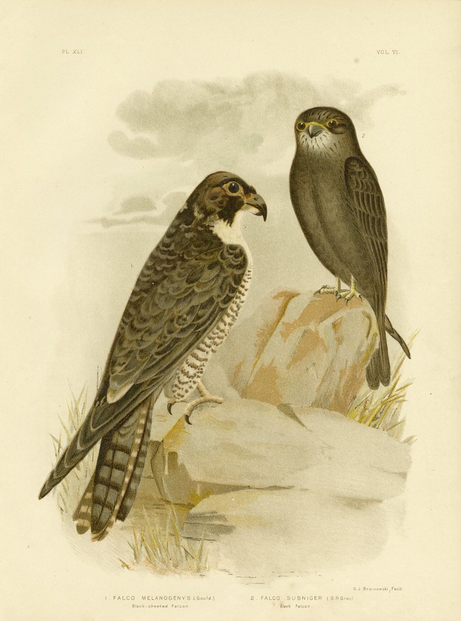 黒い頬のファルコン、1891 作： Gracius Broinowski