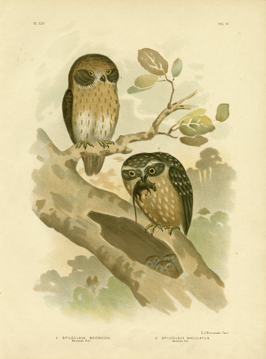 ブーブックフクロウ、1891 作： Gracius Broinowski