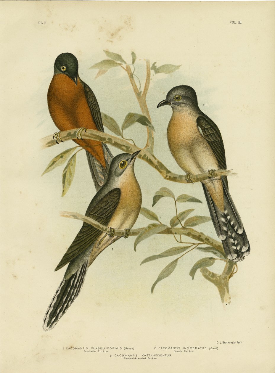 ファンテールカッコウ、1891 作： Gracius Broinowski